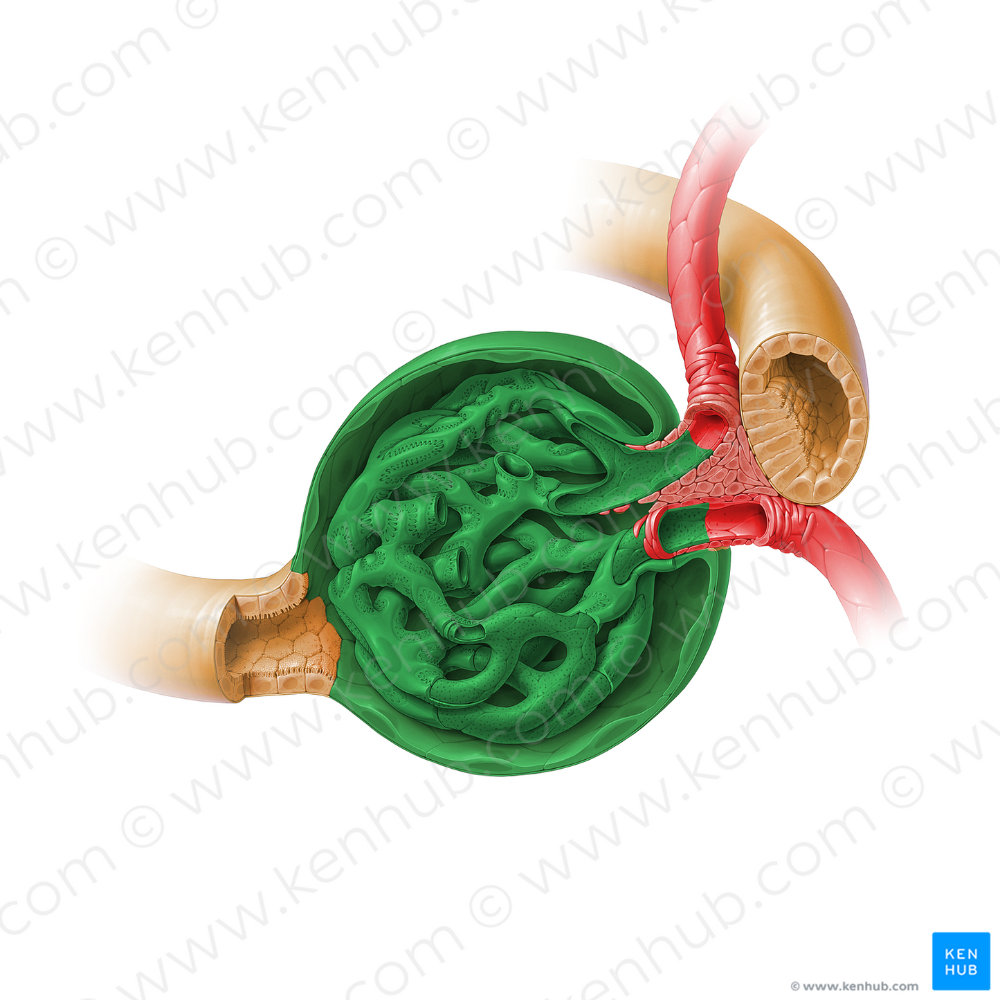 Renal corpuscle (#17933)