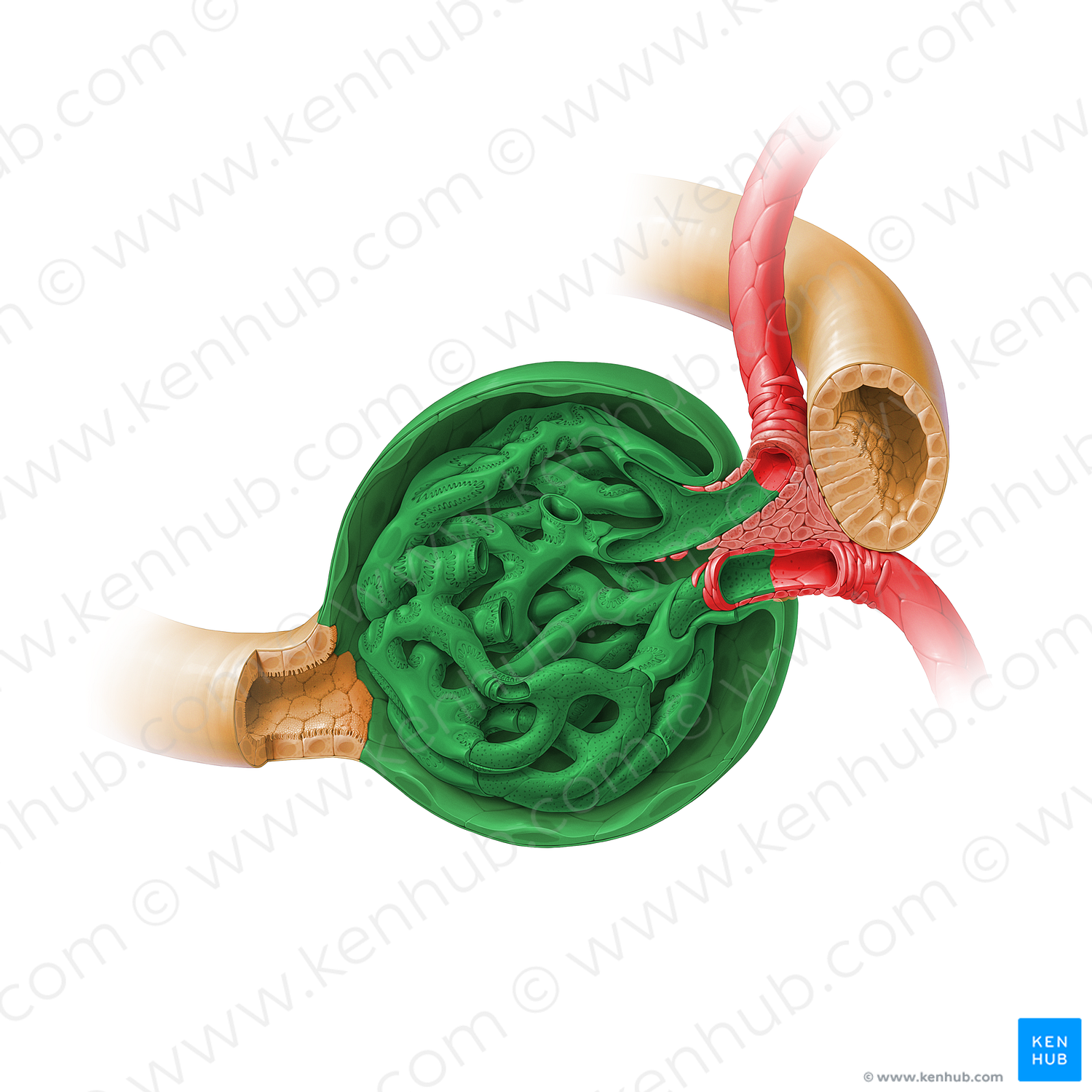 Renal corpuscle (#17933)