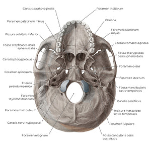 Inferior base of the skull - Foramina, fissures, and canals (Latin)