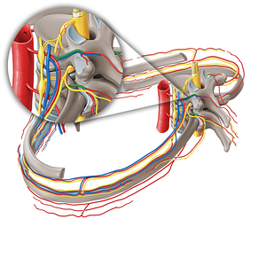 Dorsal branch of posterior intercostal artery (#8672)