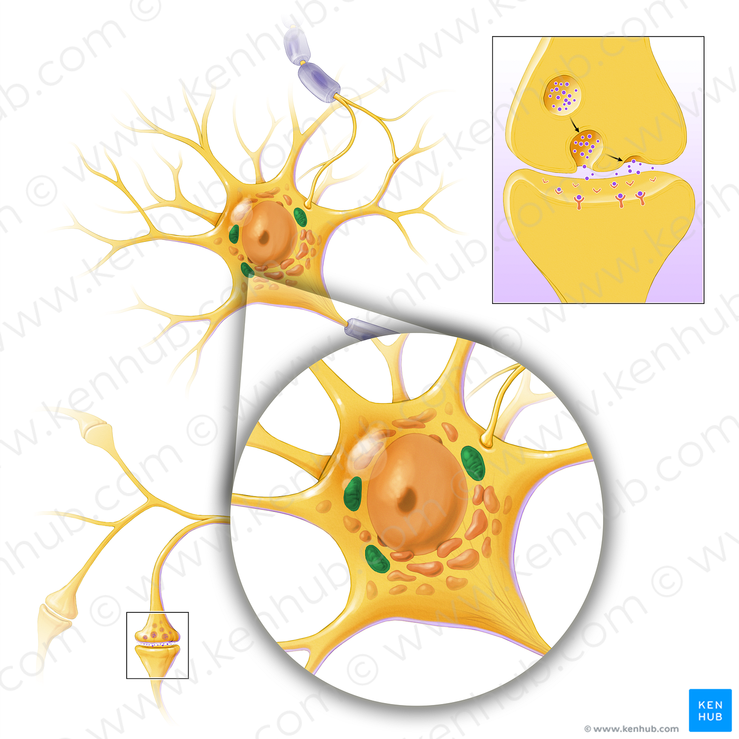 Mitochondria (#13590)