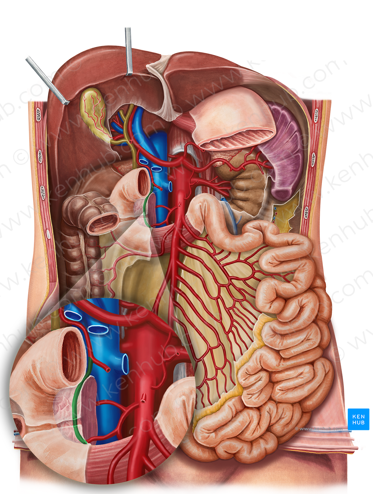 Anterior superior pancreaticoduodenal artery (#1599)