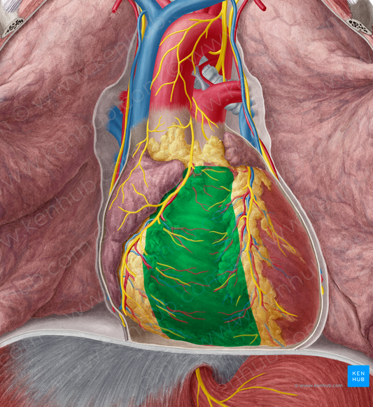 Right ventricle of heart (#10688)