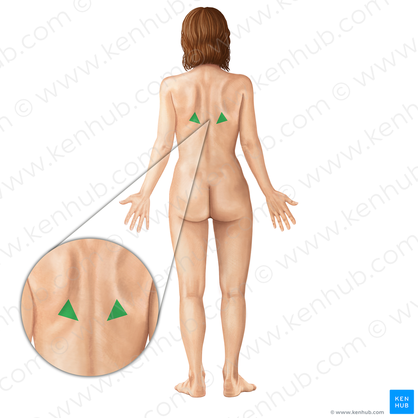 Triangle of auscultation (#19694)