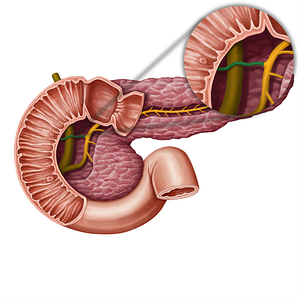 Accessory pancreatic duct (#13935)