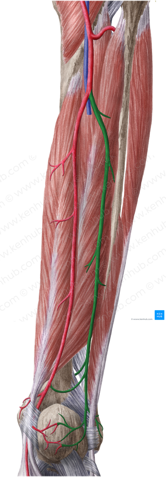 Fibular artery (#1624)