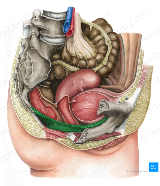 Levator ani muscle (#5539)