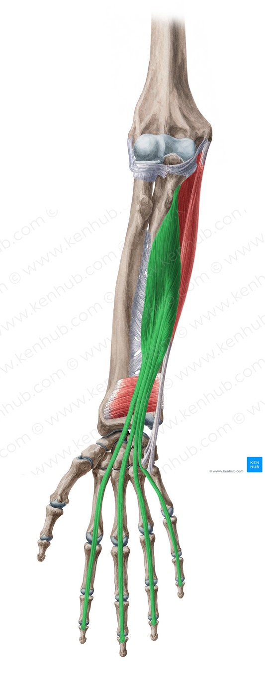 Flexor digitorum profundus muscle (#5371)