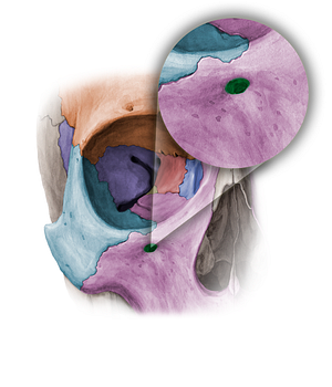 Infraorbital foramen of maxilla (#11359)