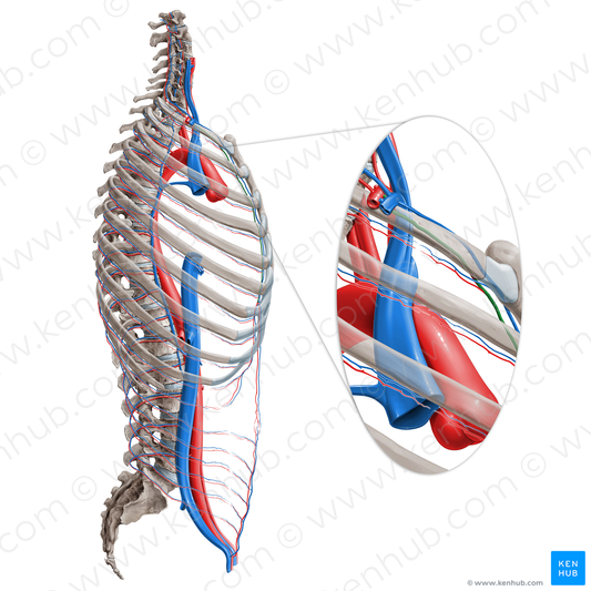 Internal thoracic artery (#1918)