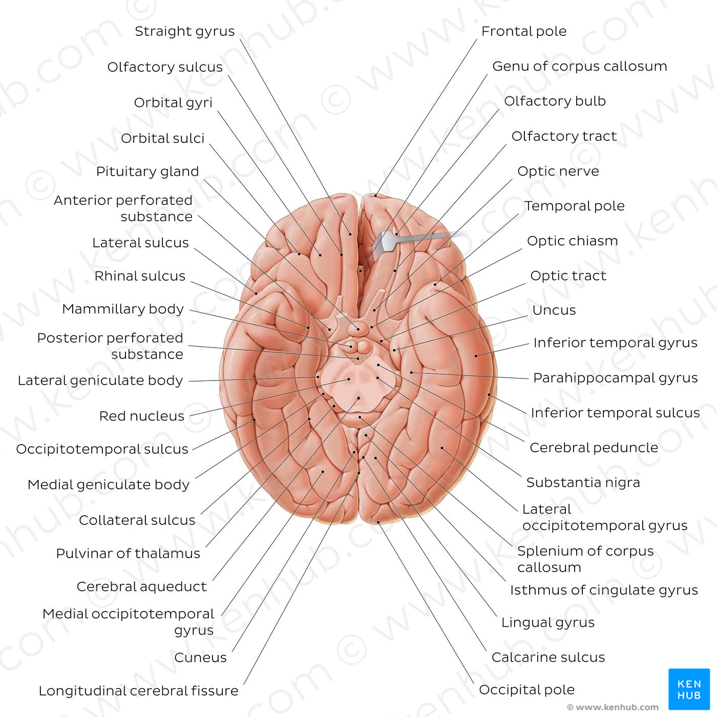 Basal view of the brain (English)