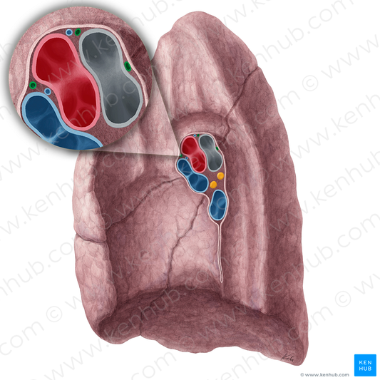 Bronchial arteries of right lung (#21322)