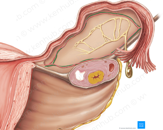 Ovarian vein (#10453)