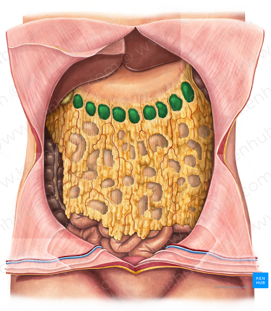 Transverse colon (#2757)