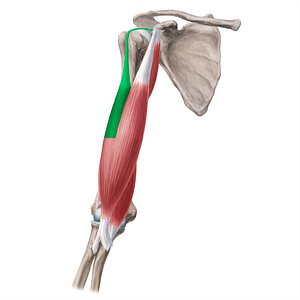 Long head of biceps brachii muscle (#2403)