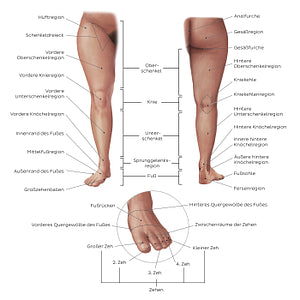 Regions of the lower extremity (German)