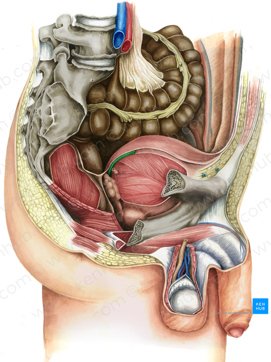 Right ductus deferens (#9938)