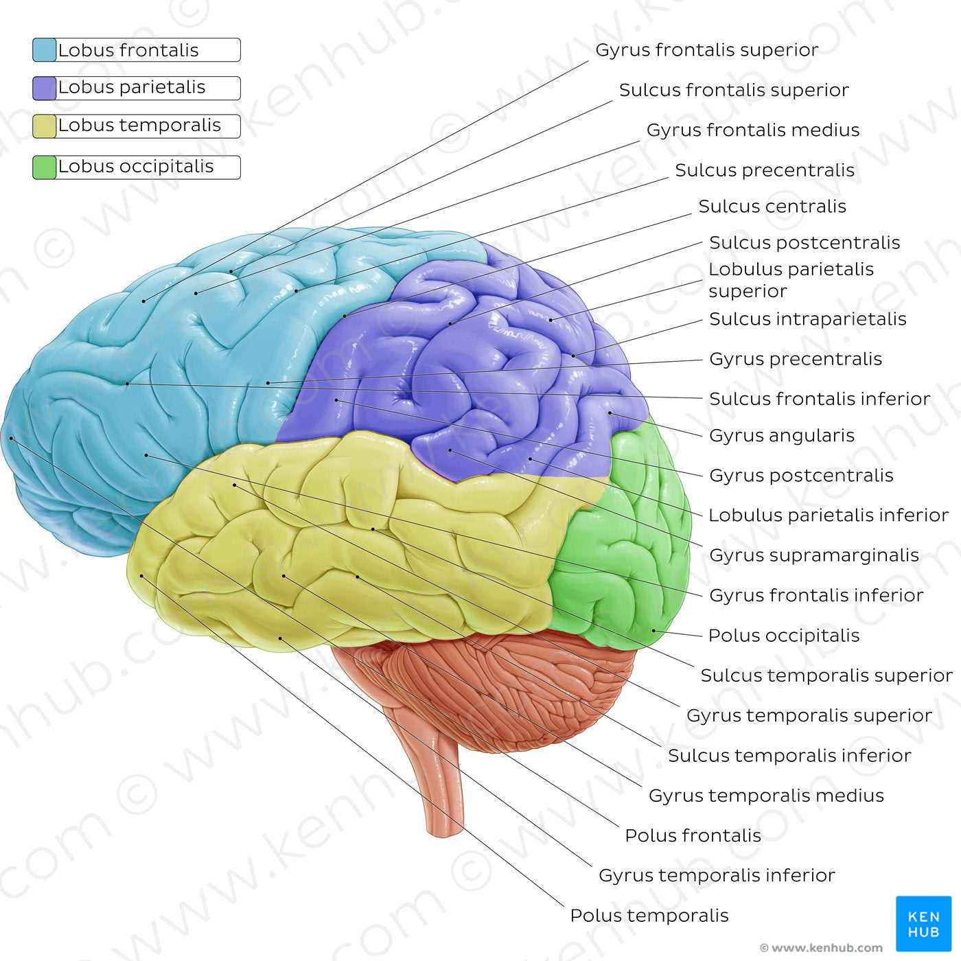 Lateral view of the brain (Latin)