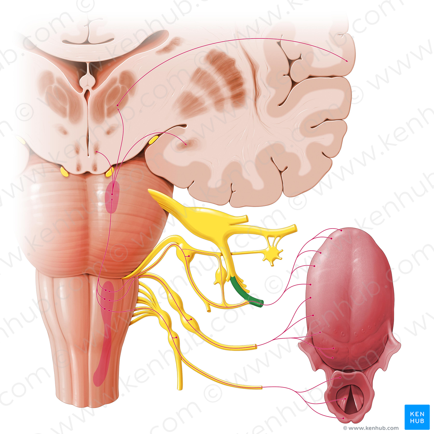 Lingual nerve (#6536)