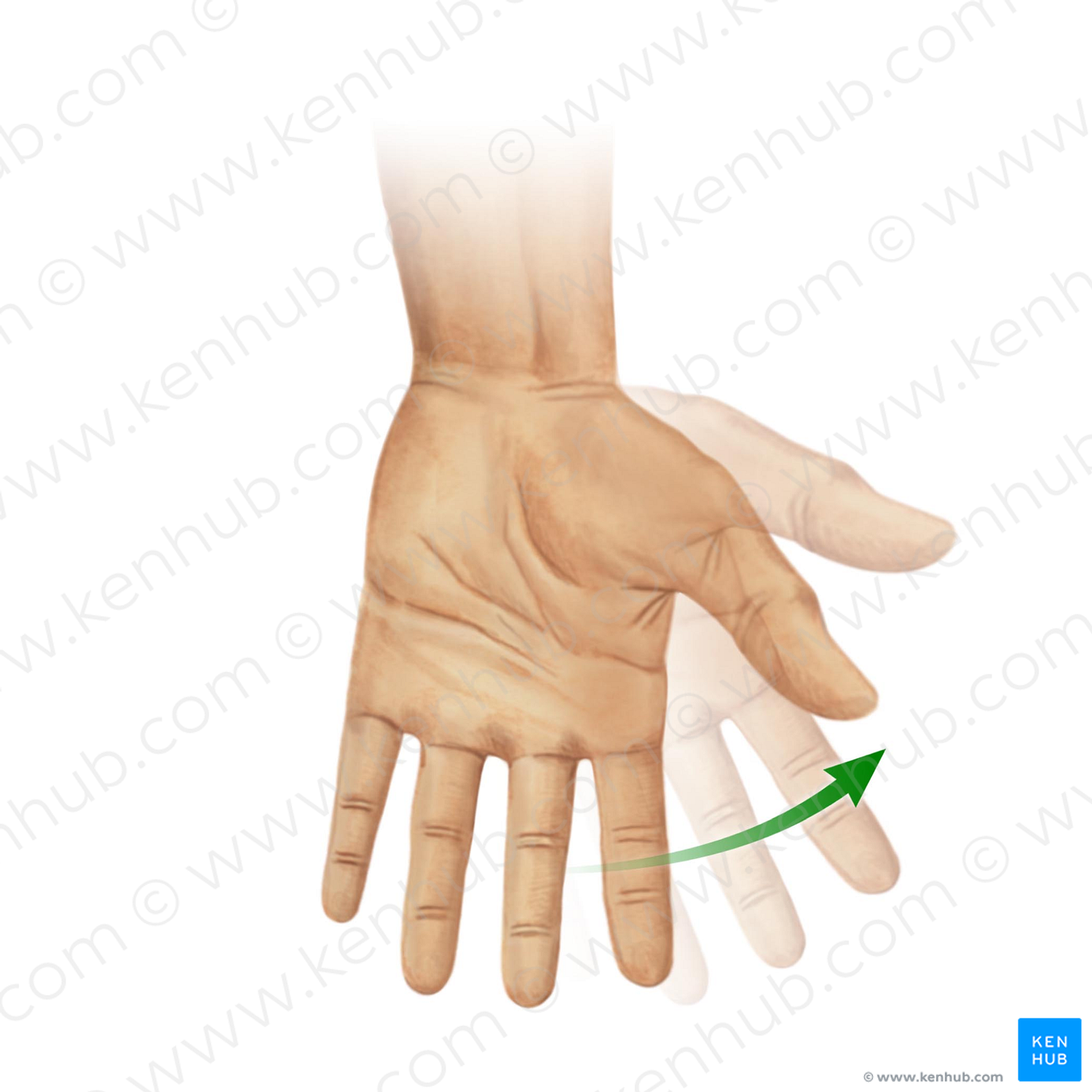 Radial flexion of hand (#11030)