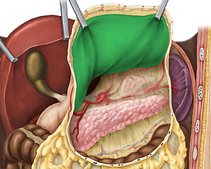 Posterior wall of stomach (#7653)