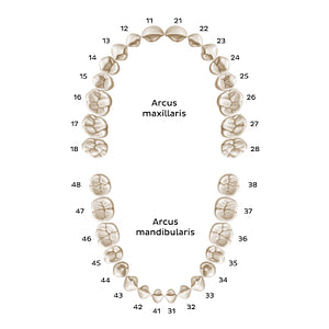 FDI/ISO System (permanent teeth) (Latin)