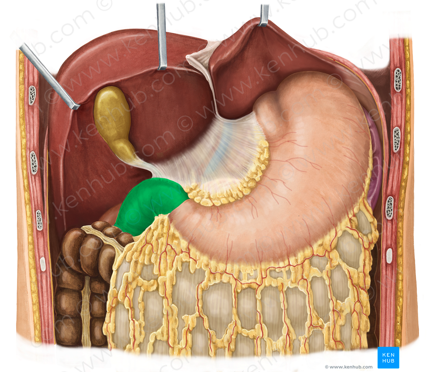 Duodenum (#3363)