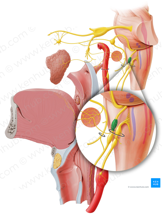 Superior ganglion of glossopharyngeal nerve (#4020)