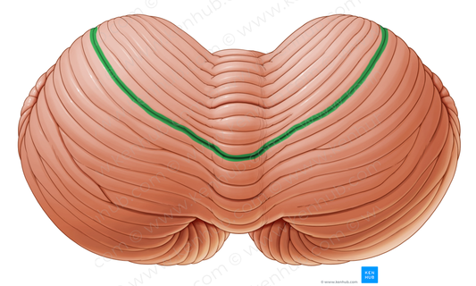 Primary fissure of cerebellum (#3679)