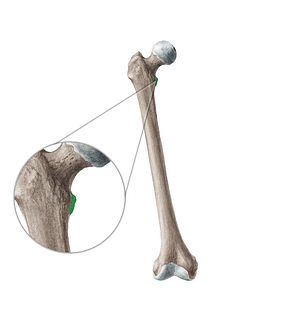 Lesser trochanter of femur (#19958)