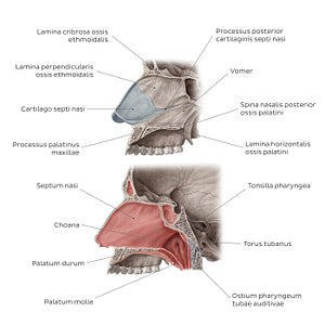 Medial wall of the nasal cavity (Latin)
