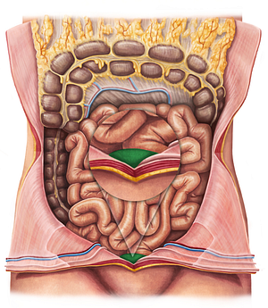 Urinary bladder (#10807)