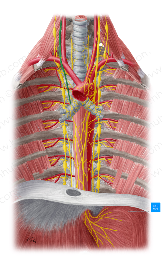 Right vagus nerve (#6888)