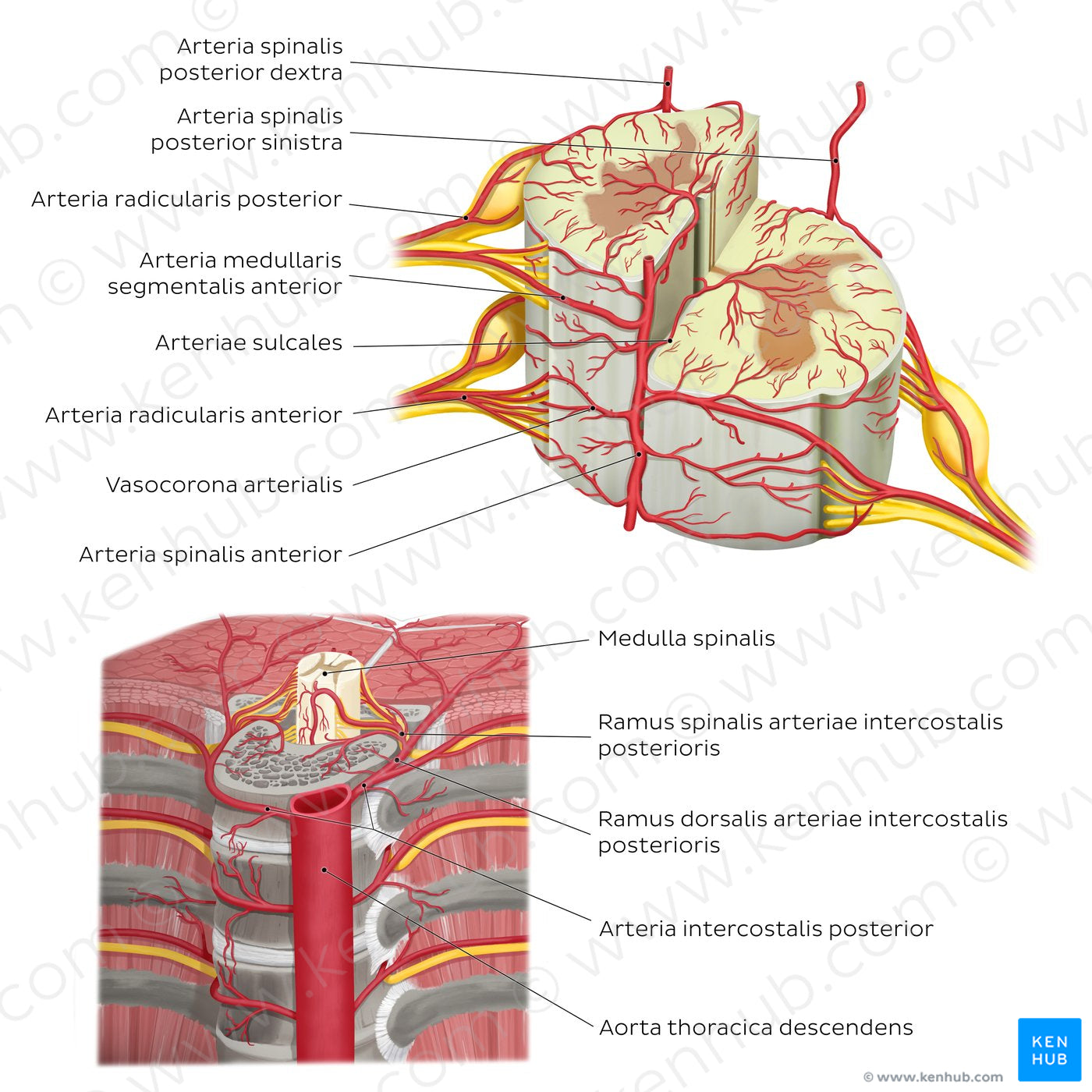 Arteries of the spinal cord (Latin)
