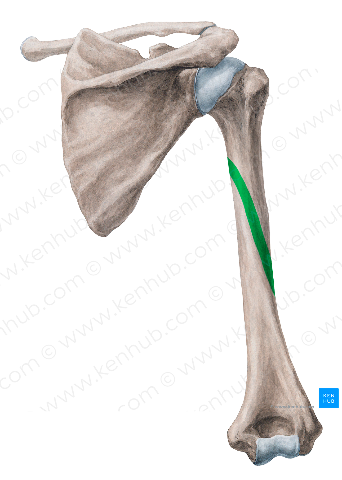 Radial groove of humerus (#19942)