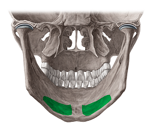 Submandibular fossa of mandible (#3889)