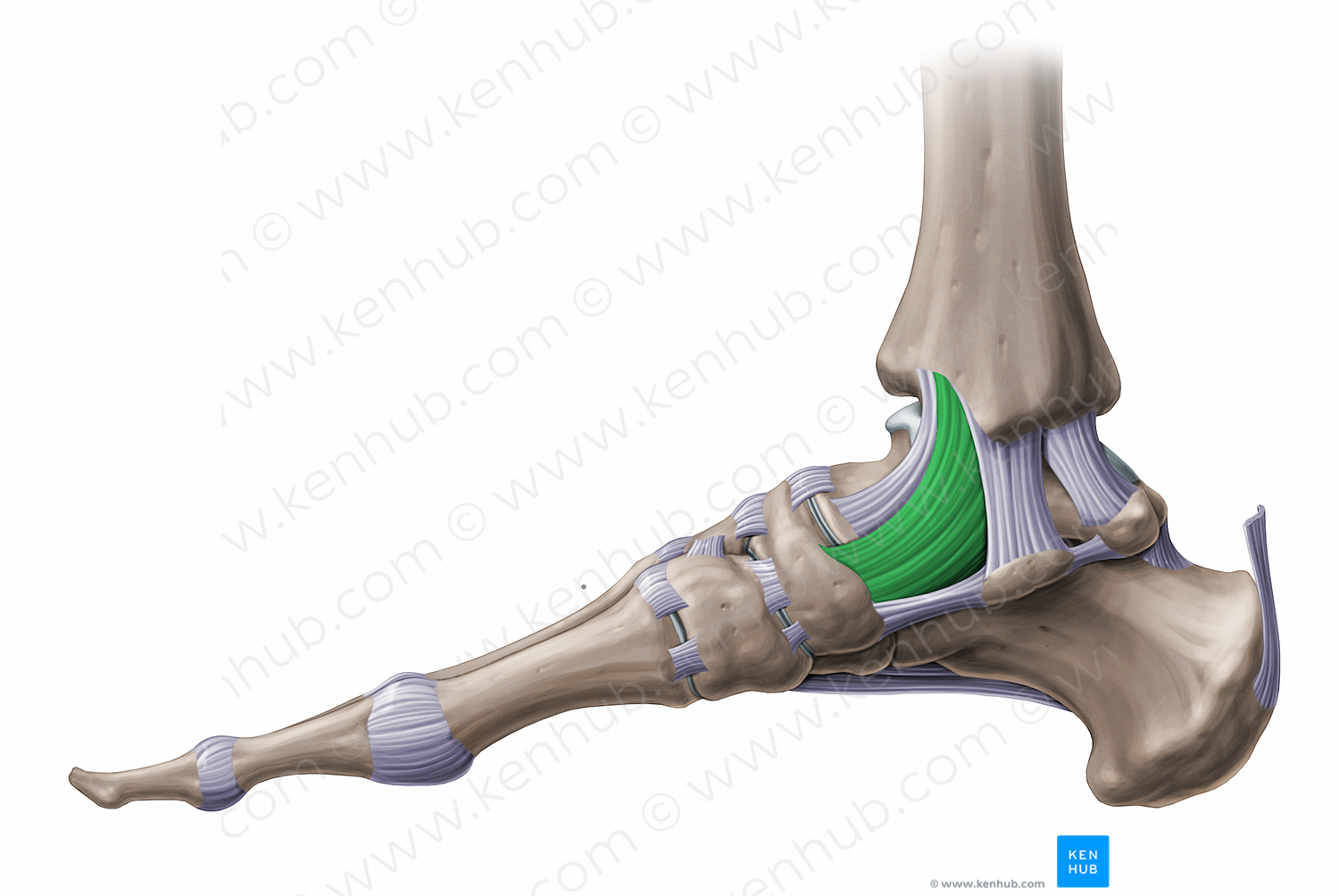 Tibionavicular ligament (#11253)