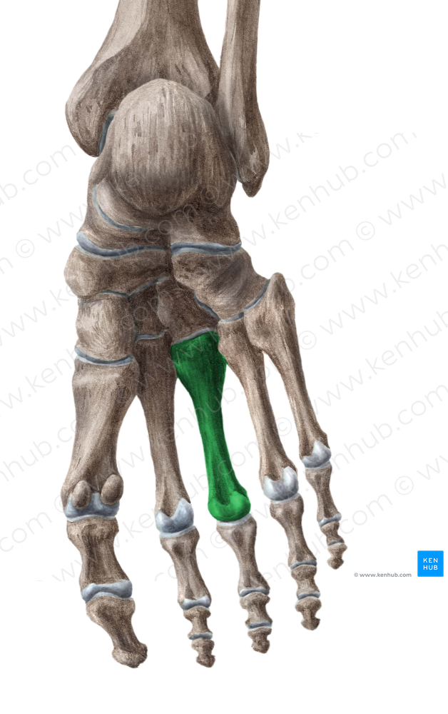 3rd metatarsal bone (#7427)