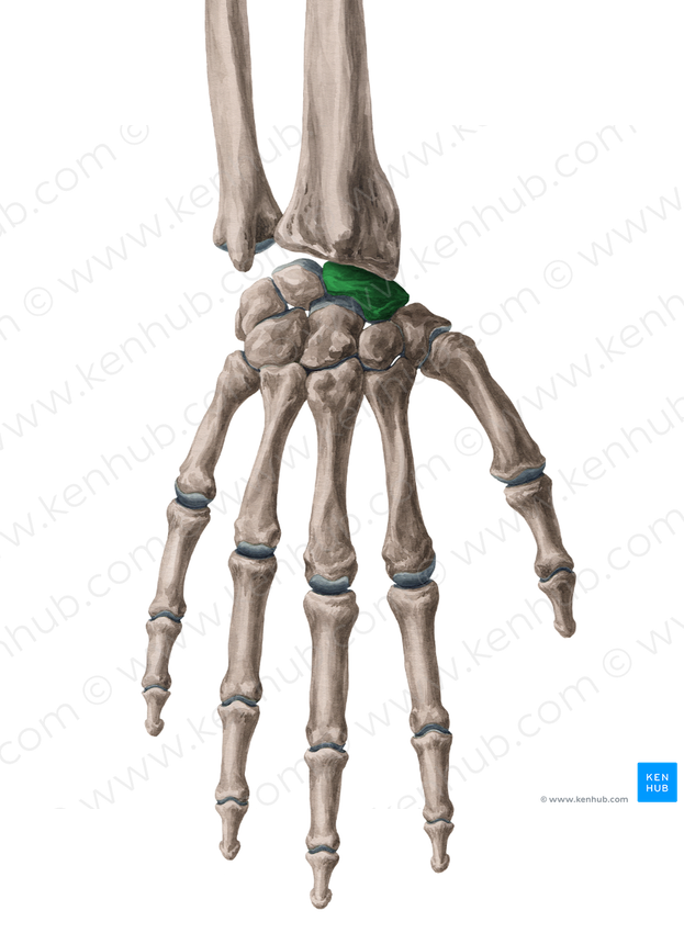 Scaphoid bone (#7505)