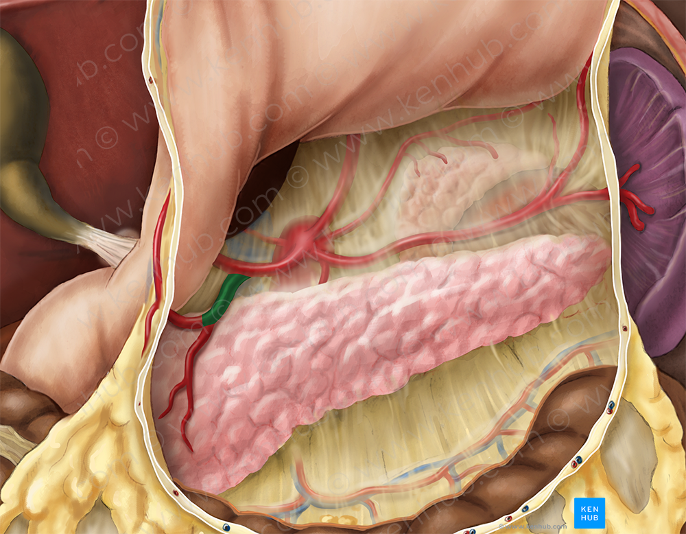 Gastroduodenal artery (#1298)
