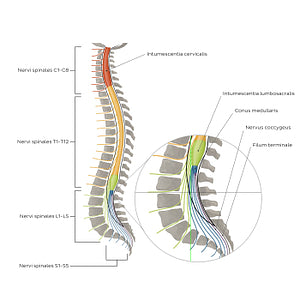 Vertebral column and spinal nerves (Latin)