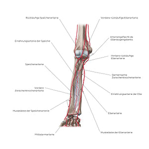 Arteries of the forearm: Anterior view (German)