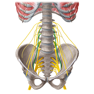 Obturator nerve (#6600)