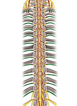 Spinal nerves T1-T12 (#6285)