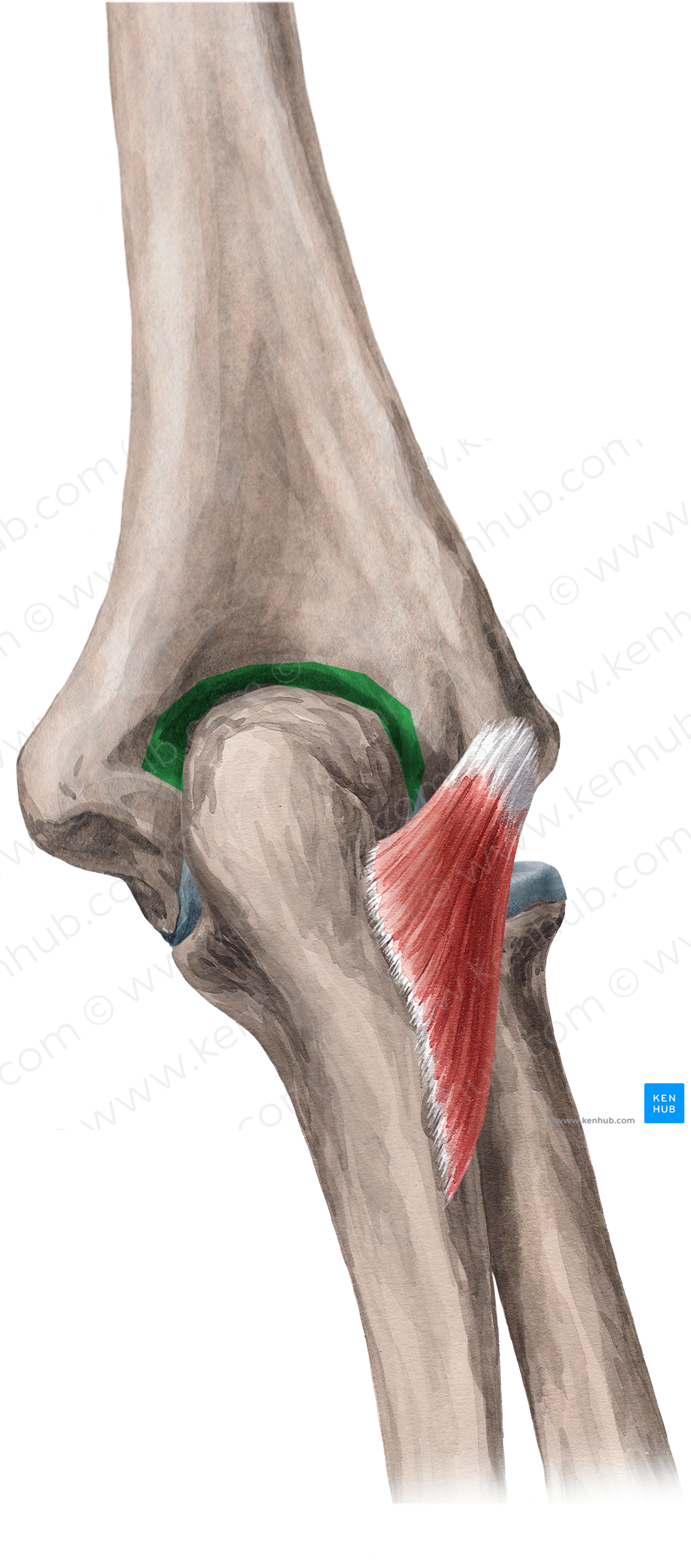 Olecranon fossa of humerus (#3868)