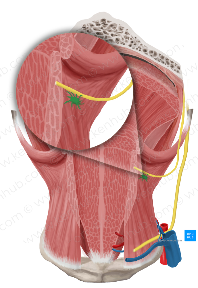 Submandibular ganglion (#4019)