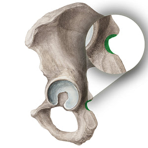 Lesser sciatic notch of hip bone (#4294)