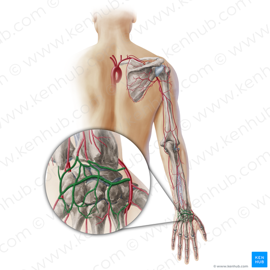 Dorsal carpal anastomosis (#19346)