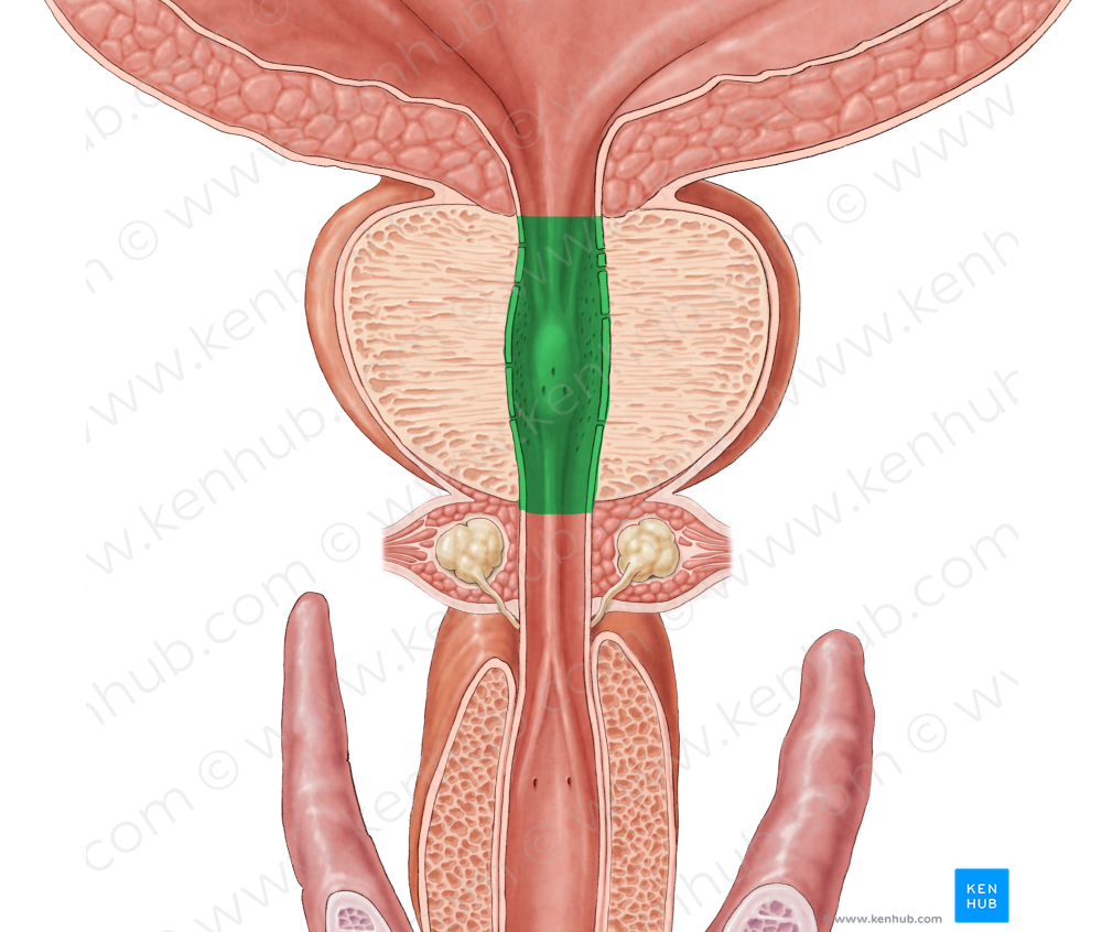 Prostatic part of urethra (#7766)