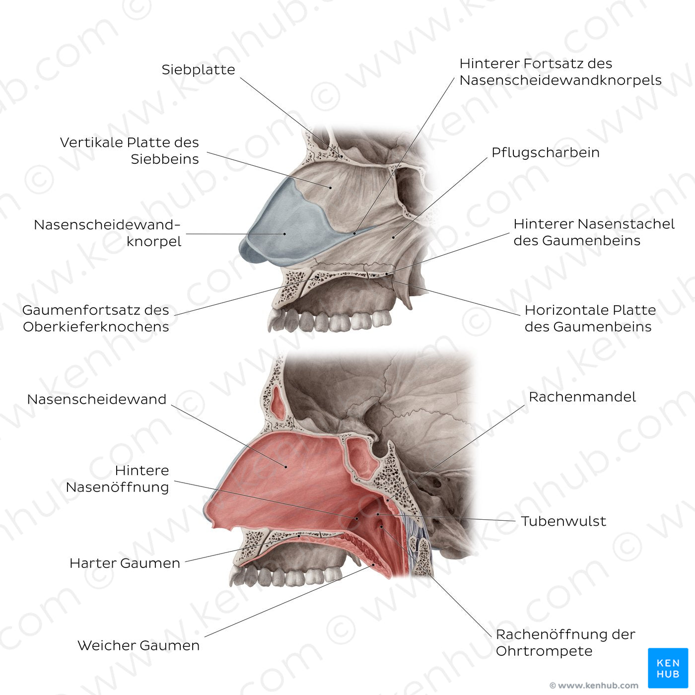 Medial wall of the nasal cavity (German)